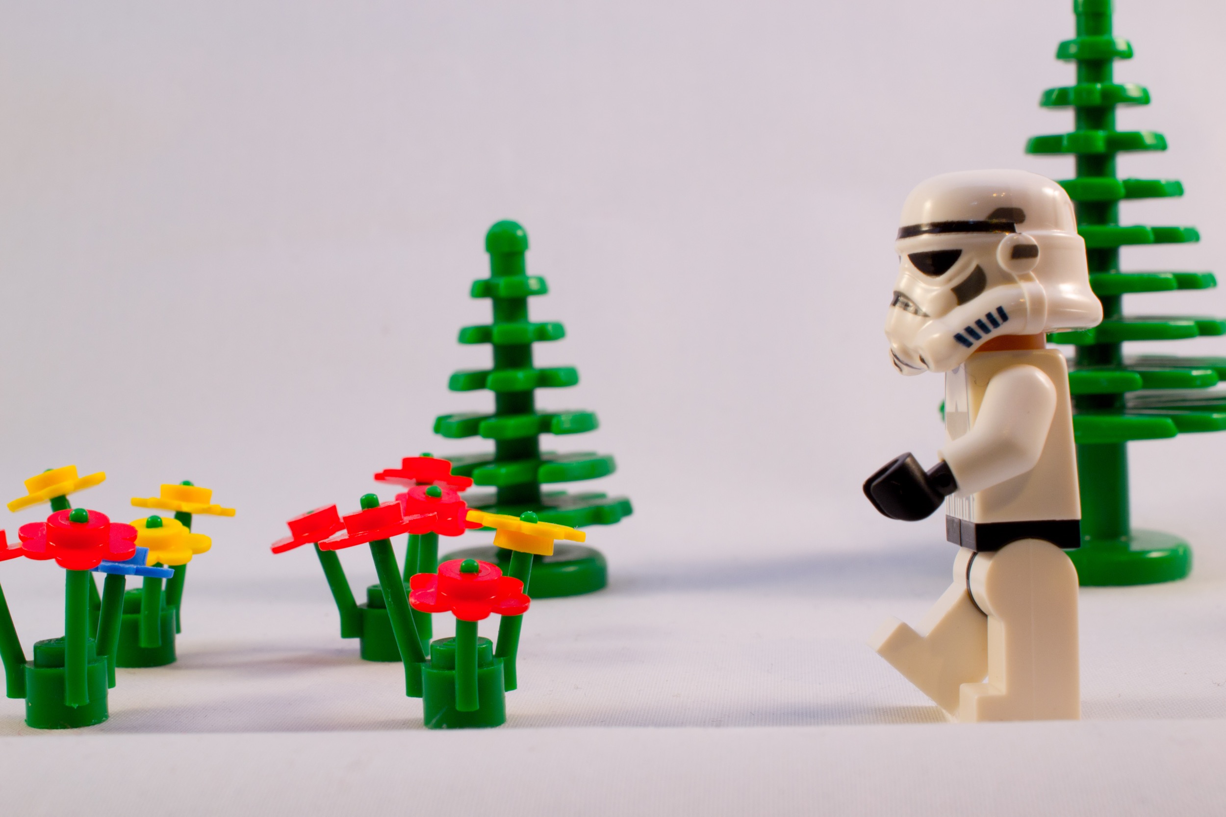 Tall Poppies Provide Value, It’s Time To Be One