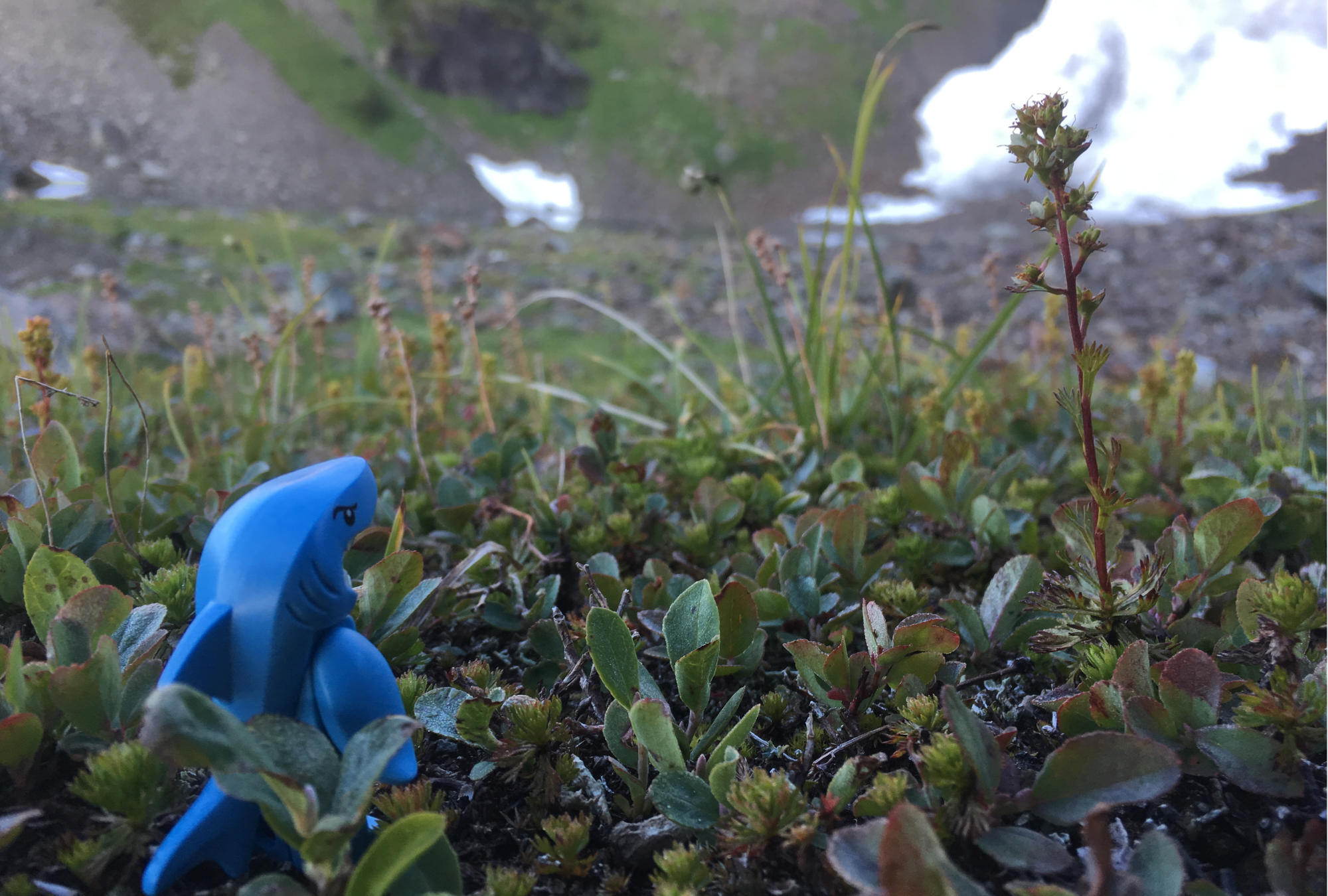 What is a Company of One?