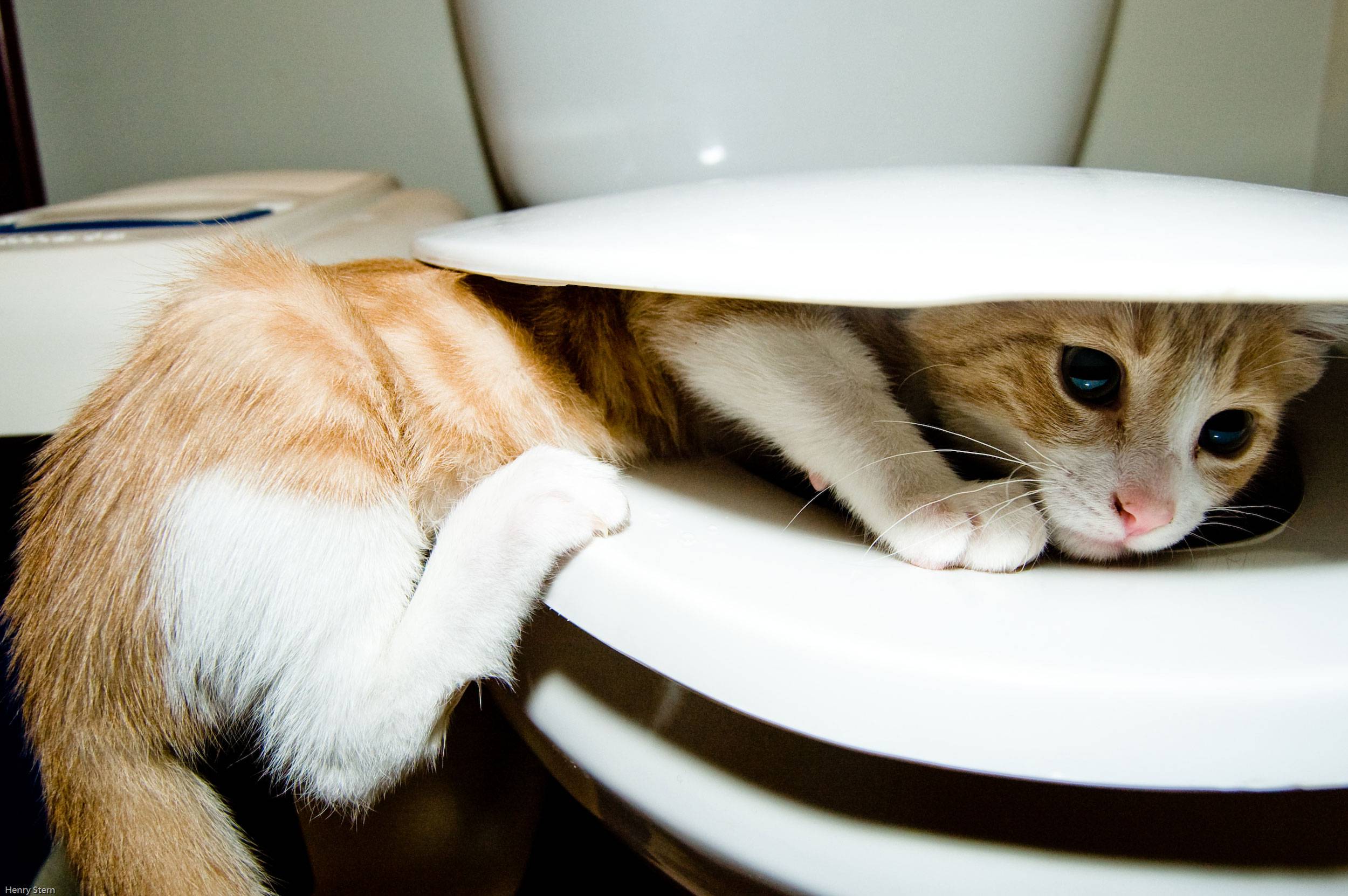 Мало хожу по маленькому. Кот на унитазе. Котенок в унитазе. Котик в туалете. Туалет для кошек.